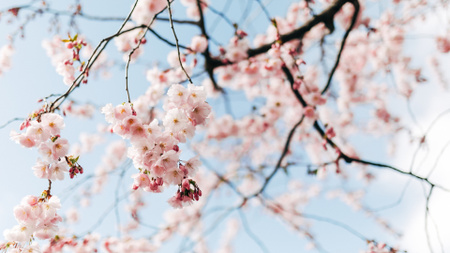 Krásný jarní třešňový květ Zoom Background Šablona návrhu