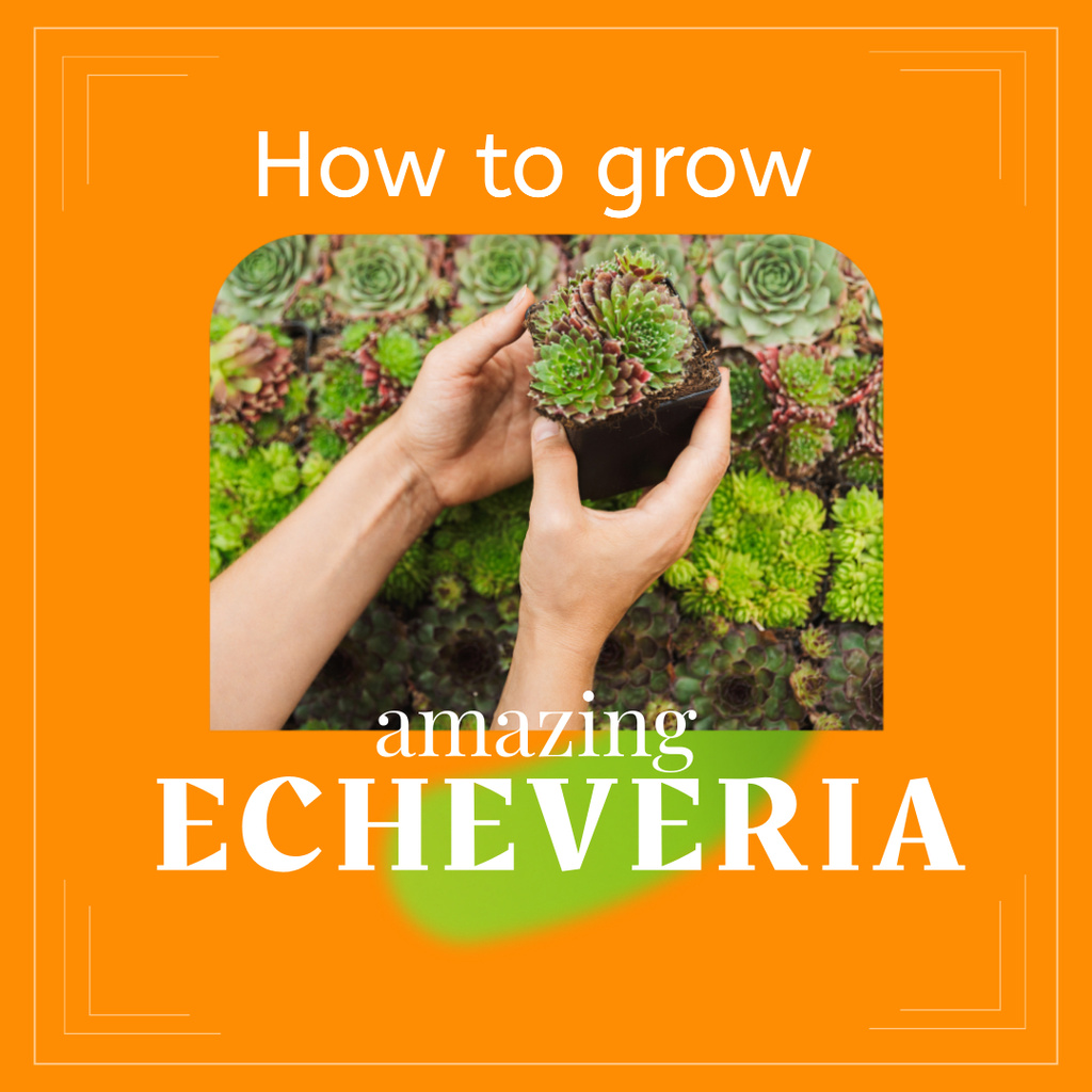 Woman holding Echeveria Plant Instagram Design Template