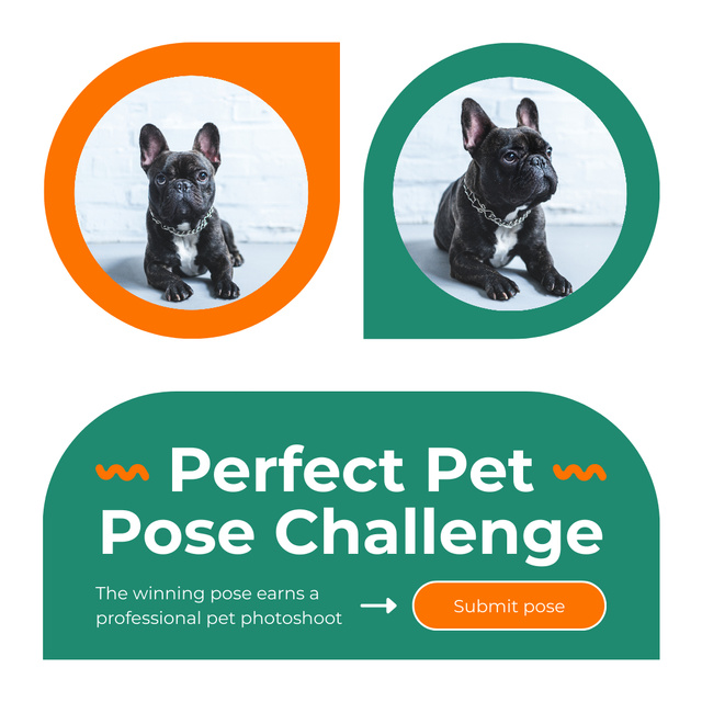Designvorlage Pet Posing Contest für Instagram