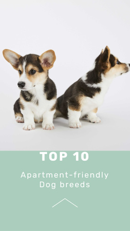 Apartment-friendly Dog Breeds Ad with Cute Puppies Instagram Story Design Template