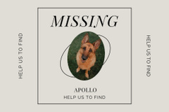 Lost Dog Information with German Shepherd on White