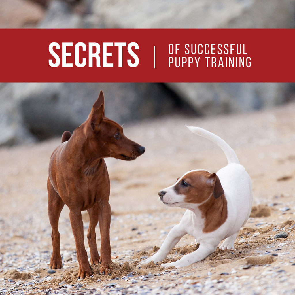 Secrets of puppy training with Cute Dogs Instagram Tasarım Şablonu
