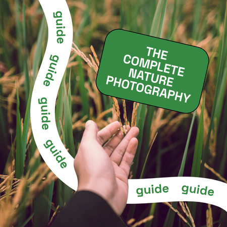 Template di design guida fotografica annuncio con mano nel campo di grano Instagram