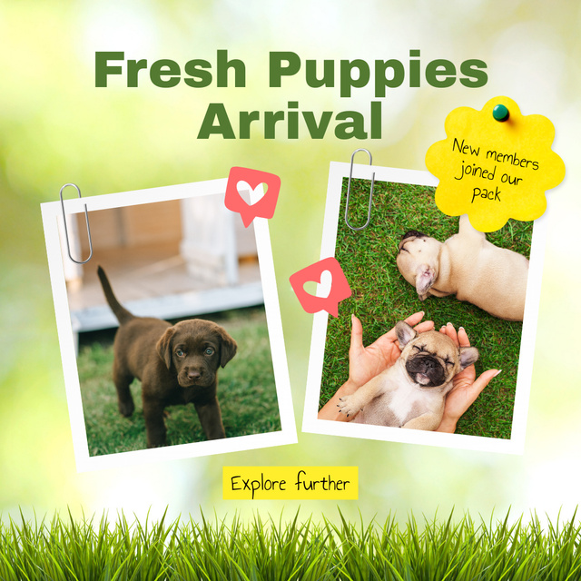 Responsible Pet Breeder Announcing New Puppies Arrival Animated Post tervezősablon