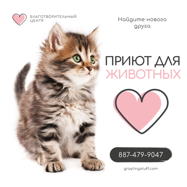 Adoption Center Ad Cute Grey Kitten Instagram ADデザインテンプレート