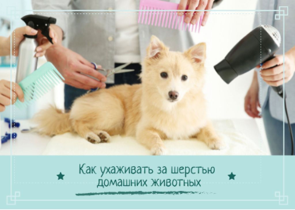 Pet salon offer with Cute Puppy Card tervezősablon
