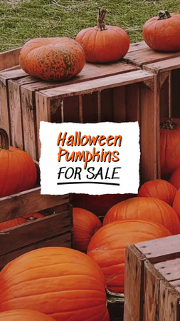 Best Pumpkins For Sale On Halloween TikTok Video Design Template