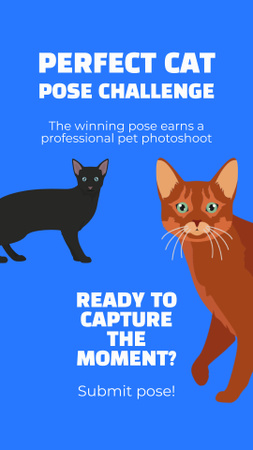 Posando ideal para sessão de fotos de gatos Instagram Video Story Modelo de Design