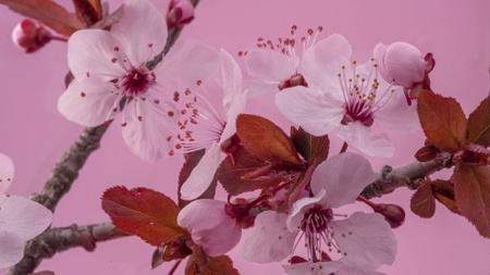 Platilla de diseño Branch of Sakura on Pink Zoom Background