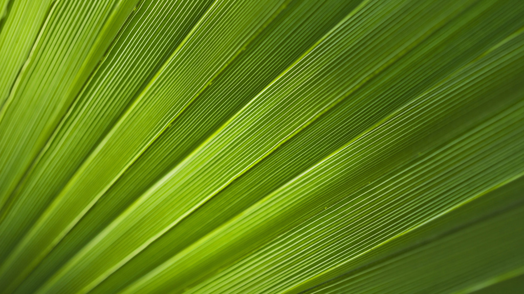 Designvorlage Green Tropical Leaf's Texture für Zoom Background