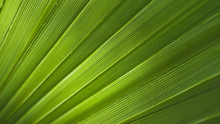 Plantilla de diseño de Green Tropical Leaf's Texture Zoom Background 