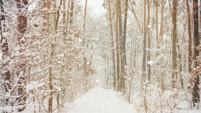Charming snowy Forest Zoom Background – шаблон для дизайну