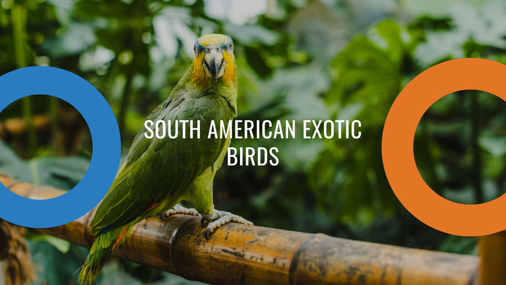 Exotic Birds Shop Ad with Flying Parrot Youtube Modelo de Design