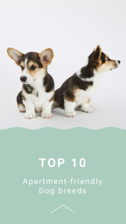 Apartment-friendly Dog Breeds Ad with Cute Puppies Instagram Story Design Template