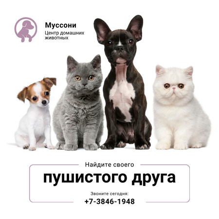 Pet Center Promotion Cute Dogs and Cats Instagram – шаблон для дизайна