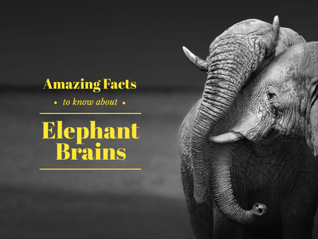 Designvorlage fakten über elefantenhirne für Presentation
