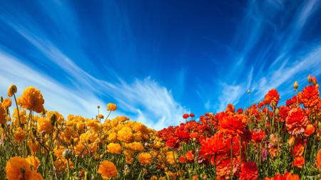 Ontwerpsjabloon van Zoom Background van zomer floral landschap