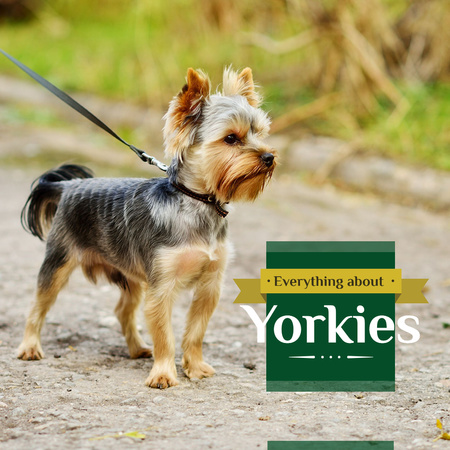 Adorable little Yorkshire Terrier Instagram Design Template