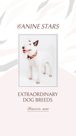 Outstanding Purebred Dog Breeds From Local Breeder Instagram Video Story Design Template