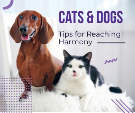 Ontwerpsjabloon van Medium Rectangle van Tips for reaching harmony between cat and dog poster
