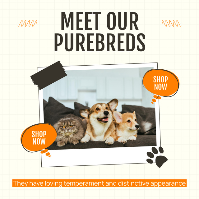 Cats and Dogs Are Ready for Adoption Instagram Design Template