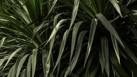 Plantilla de diseño de hojas de plantas verdes Zoom Background 