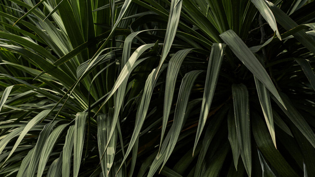Ontwerpsjabloon van Zoom Background van Green plant Leaves