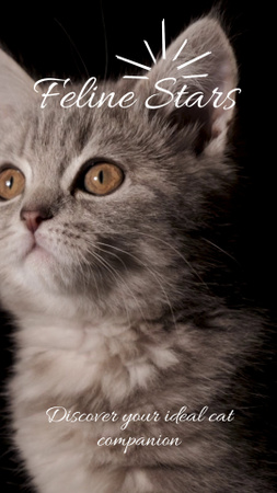 Потрясающие породы кошек от соседнего заводчика TikTok Video – шаблон для дизайна