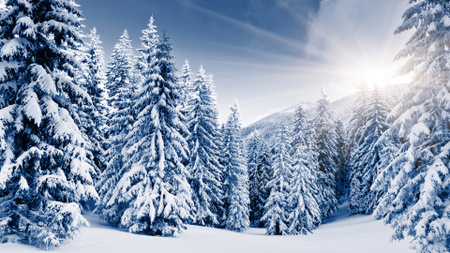 Szablon projektu zimowy krajobraz z pokrytymi śniegiem jodłami Zoom Background