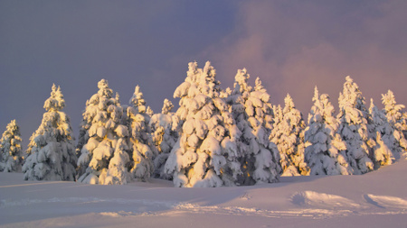Plantilla de diseño de Snowy Spruce Trees in Sunlight Zoom Background 