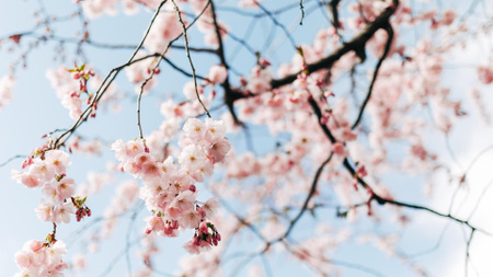 Beautiful Spring cherry blossom Zoom Background Design Template