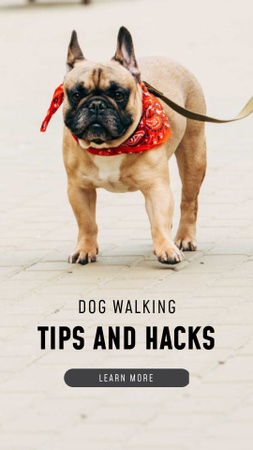 dog walking ad с милым бульдогом Instagram Story – шаблон для дизайна