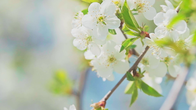 White Flowers of Blooming Tree Zoom Background – шаблон для дизайна