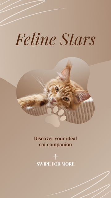 Ideal Feline Companions Offer By Breeder Instagram Video Story – шаблон для дизайна