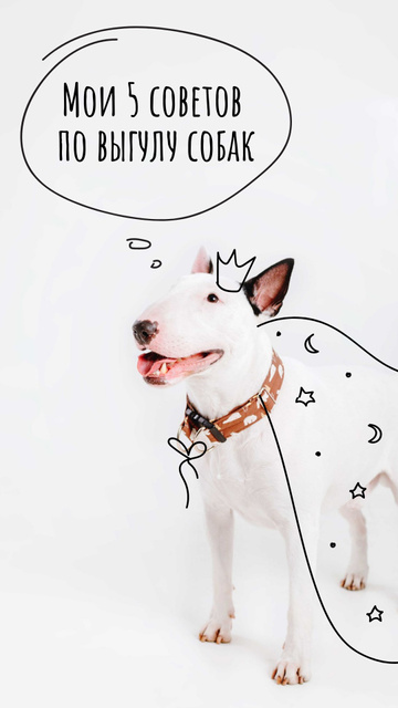 Bull Terrier for Dog Walking tips Instagram Story – шаблон для дизайна