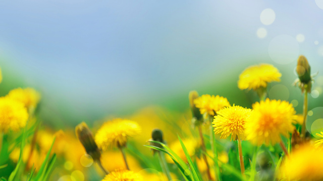 Plantilla de diseño de Field of Yellow Dandelions Zoom Background 