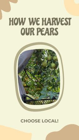 Workflow Of Harvesting Pears Local Vendor Instagram Video Story Design Template