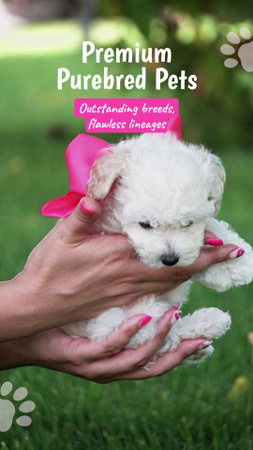 Lovely Purebred Puppies Offer At Reduced Price TikTok Video Design Template