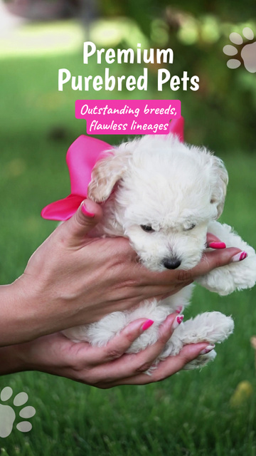 Designvorlage Lovely Purebred Puppies Offer At Reduced Price für TikTok Video