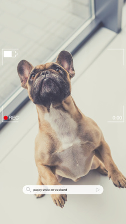 Designvorlage niedlichen lustigen mops hund für Instagram Story