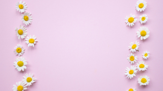 Daisy Flowers on Pink Zoom Background – шаблон для дизайну