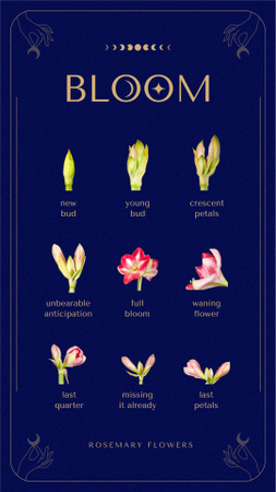 Plants Store Offer with Various Flowers Instagram Story Tasarım Şablonu