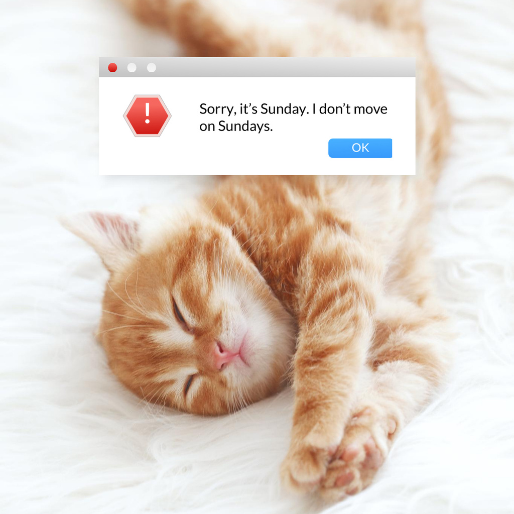 Funny Joke with Lazy Sleeping Kitty Instagram Tasarım Şablonu