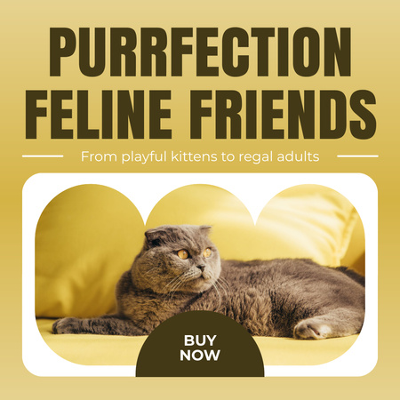 Purebred Cats Adoption Instagram Design Template