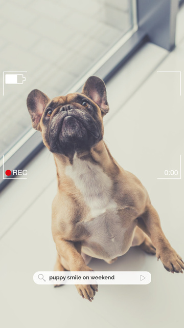 Designvorlage Cute Funny Pug Dog für Instagram Story