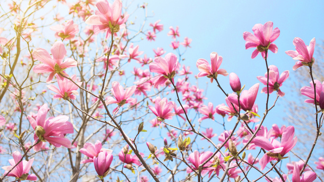 Blooming Pink Magnolia Trees Zoom Background Modelo de Design