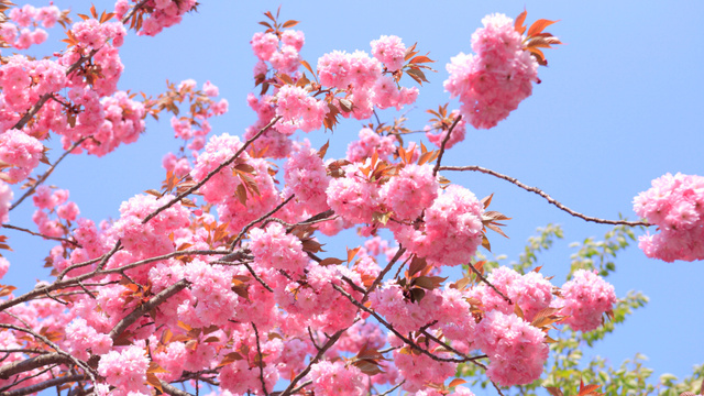 Ontwerpsjabloon van Zoom Background van Lush Blooming Sakura