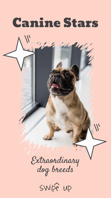 Designvorlage Extraordinary Dog Breeds Introducing With French Bulldog für Instagram Video Story