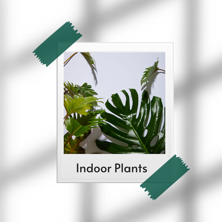 Modèle de visuel Indoor Plants Ad - Instagram