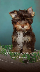 Expert-level Pet Assistance And Selection Services